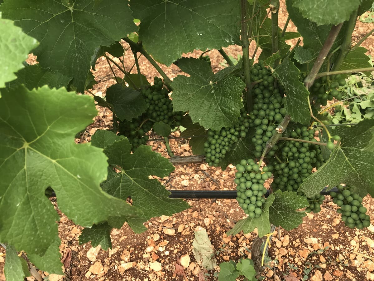 Podere del Trullo 001