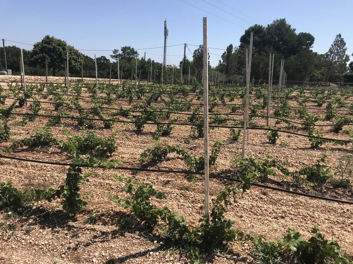 Podere del Trullo 008