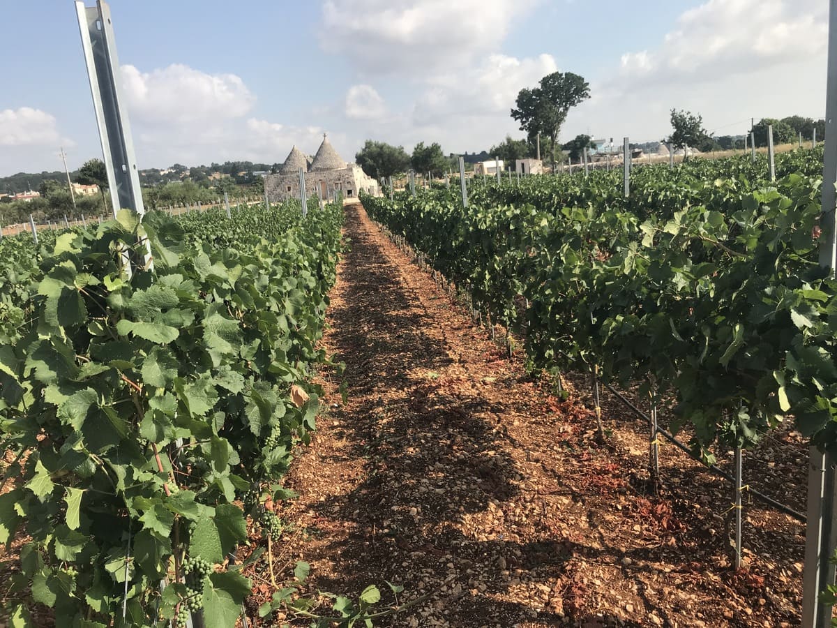 Podere del Trullo 013