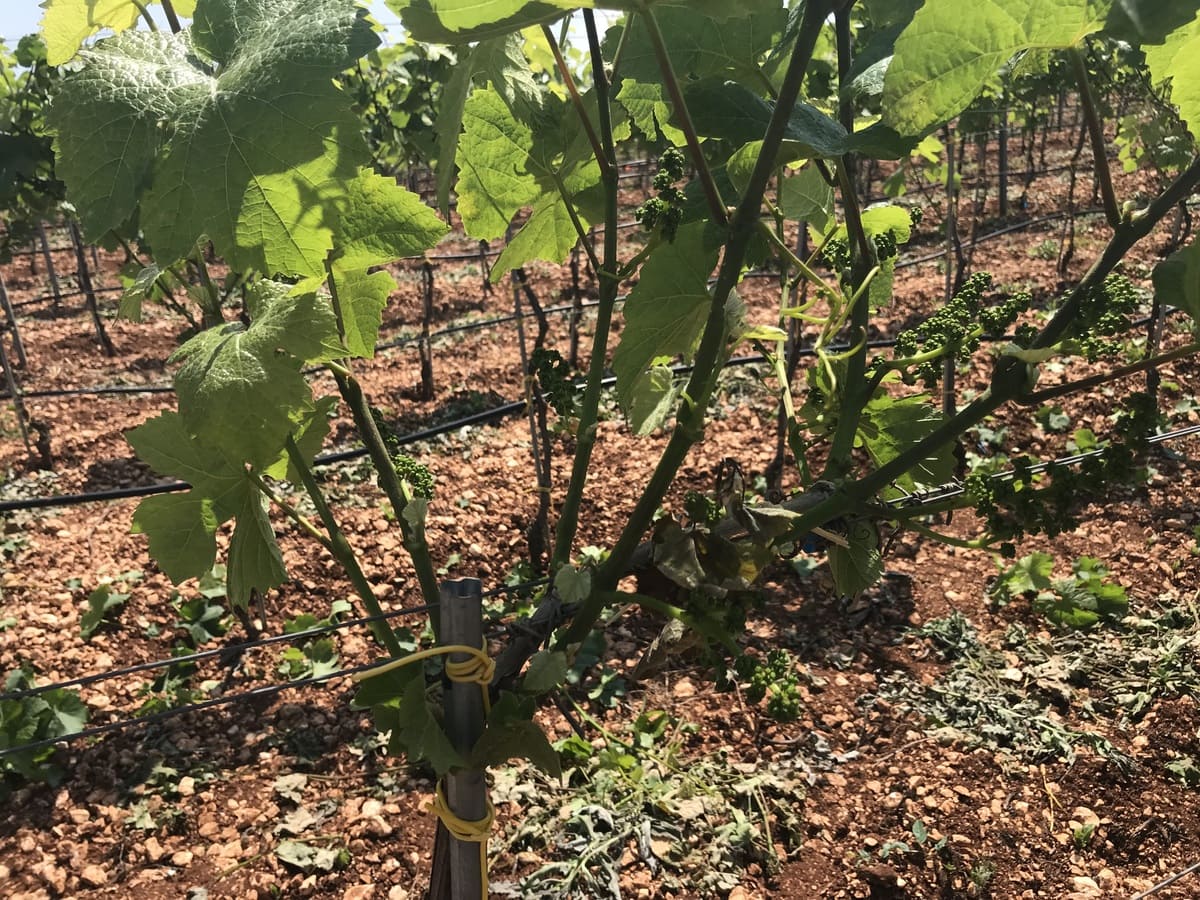 Podere del Trullo 014